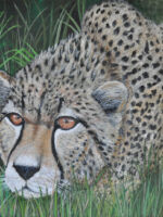Cheetah In Grass original painting 62"x48" by Rick Hogan Cheetah In Grass original painting 62"x48" by Rick Hogan